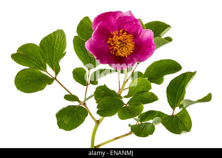 Rosa Pfingstrose Blume, isoliert auf weißem Hintergrund Stockfoto