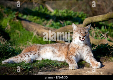 Eine einheitliche europäische Luchs Gähnen in der Sonne Stockfoto