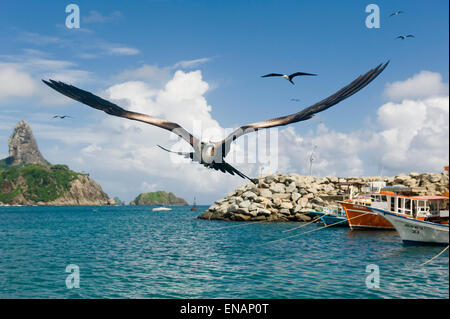 Herrliche Fregattvogels (Fregata magnificens), Fernando De Noronha, Brasilien Stockfoto