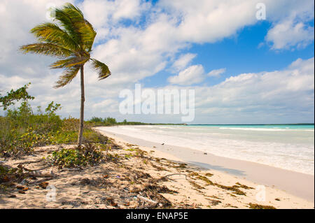 Cayo Las Brujas, Palmen, Provinz Santa Clara, Kuba, Mittelamerika Stockfoto