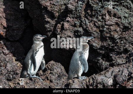 Galápagos-Pinguine (Spheniscus Mendiculus), Elisabeth Bay, Insel Isabela, Galapagos, Ecuador Stockfoto