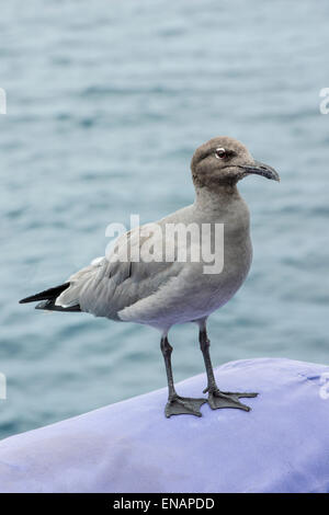 Lava Gull (Leucophaeus Fuliginosus), Punta Vicente Roca, Isabela Island, Galapagos, Ecuador Stockfoto