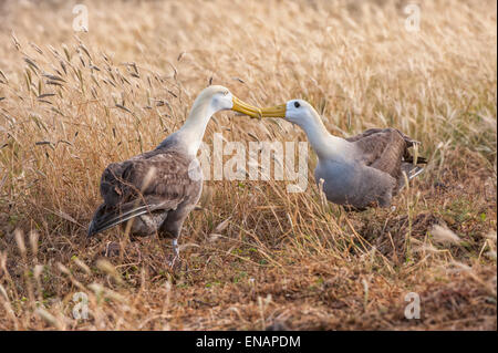 Albatrosse (Phoebastria Irrorata), winkte Insel Hispanola, Galapagos, Ecuador Stockfoto