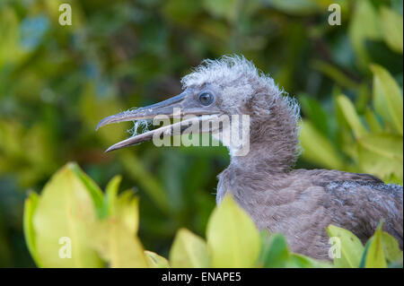 Juvenile Red footed Sprengfallen (Sula Sula) in rote Mangrove, Genovesa Island, Galapagos, Ecuador Stockfoto