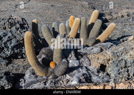 Lava-Kaktus (Brachycereus Nesioticus), Punta Morena, Isabela Island, Galapagos, Ecuador Stockfoto