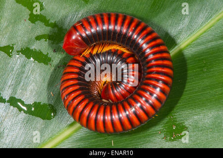 Riesige Afrikanische Tausendfüßler (Archispirostreptus gigas), Madagaskar Stockfoto