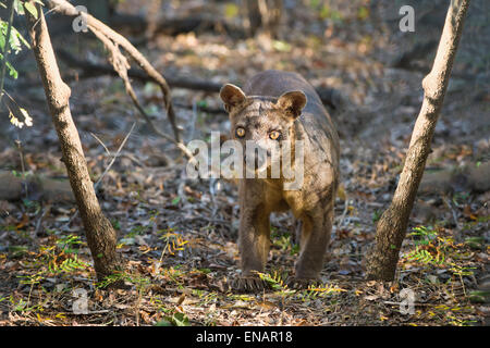 Fossa (Cryptoprocta Ferox), Kirindy Wald, Morondava, Toliara Provinz, Madagaskar Stockfoto