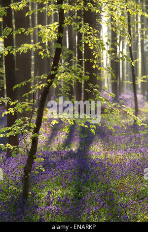 Sonnenschein im Frühlingswald mit Hyazinthenblumen, Hallerbos, Belgien Stockfoto