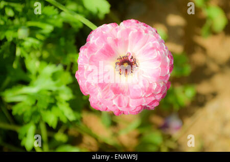 Ein Feld von rosa kultiviert Hahnenfuß (Ranunculus) Blumen für den Export nach Europa. Fotografiert im nördlichen Israel Negev Stockfoto