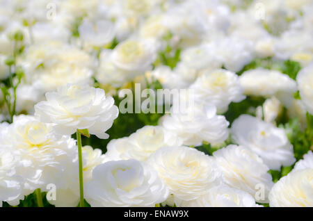 Ein Feld von kultivierten weißen Hahnenfuß (Ranunculus) Blumen für den Export nach Europa. Fotografiert im nördlichen Israel Negev Stockfoto