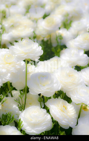 Ein Feld von kultivierten weißen Hahnenfuß (Ranunculus) Blumen für den Export nach Europa. Fotografiert im nördlichen Israel Negev Stockfoto