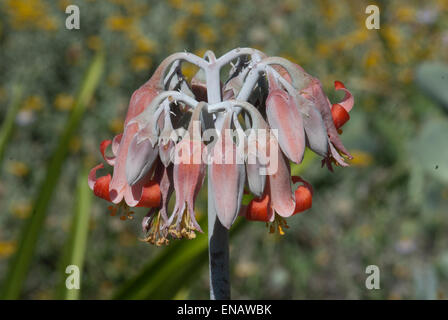 Cotyledon Orbiculata "Eric". Schweine Ohr. Nationalen botanischen Garten von Kirstenbosch. Cape Town. Südafrika Stockfoto