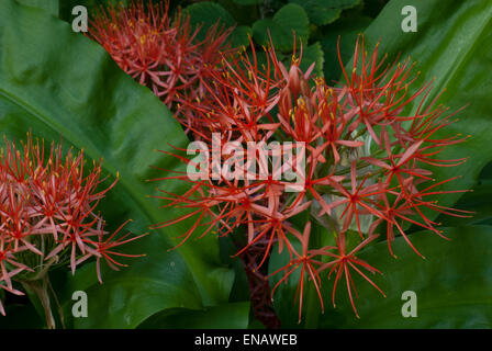 Scadoxos Multiflorus sub SP. Katharinae. Feuerball-Lilie. Nationalen botanischen Garten von Kirstenbosch. Cape Town. Südafrika Stockfoto