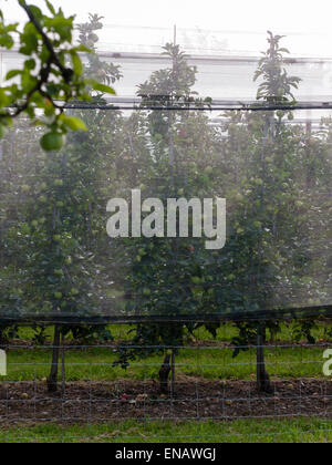 Apfelplantage in Süddeutschland in der Nähe von Friedrichshafen (Bodensee). Das Gebiet rund um den Bodensee ("Bodenseegebiet") Stockfoto
