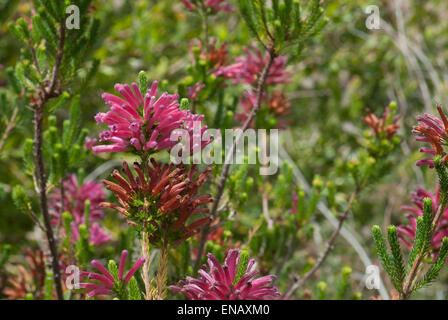 Erica Verticillata "Cherise". Die Cherise quirlige Heide. Nationalen botanischen Garten von Kirstenbosch. Cape Town. Südafrika Stockfoto