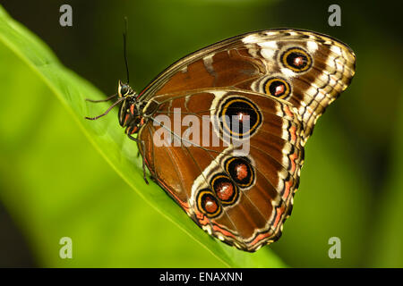 Die blauen Morpho Peleides, gemeinsame Morpho oder The Kaiser Morpho Peleides ist eine schillernde tropische Schmetterling in Mexiko gefunden Stockfoto