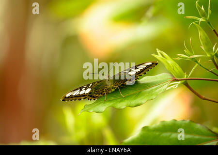 Die Clipper Parthenos Sylvia ist eine Art von Nymphalid Schmetterling gefunden in Süd- und Südost-Asien, vor allem in Waldgebieten. Stockfoto