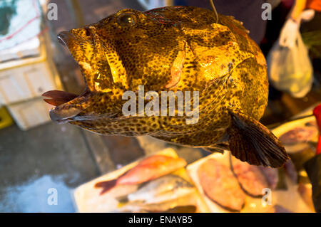 dh Chinesischer Fischmarktstand CAUSEWAY BAY HONGKONG frisch Food Stand Wet Fish Head Display china Märkte asien Stände Stockfoto