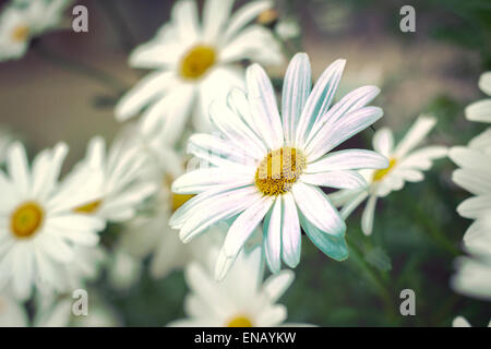 Gänseblümchen ein Frühlingstag Stockfoto