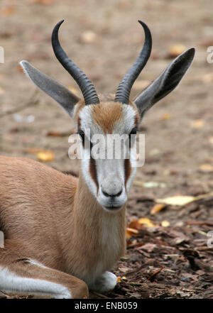 Close-up Portrait einen wiederkäuende südafrikanischen Springbock (Antidorcas Marsupialis) Stockfoto