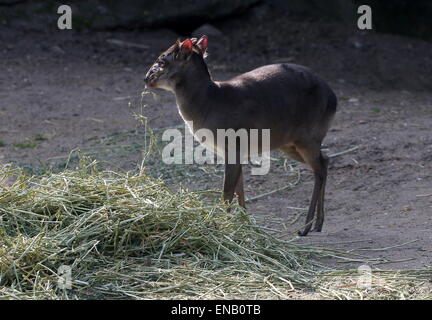 Reife Blue Duiker Antilope (Cephalophus Monticola) Fütterung auf Heu im Burgers Zoo, Arnheim, Niederlande Stockfoto