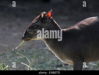 Reife Blue Duiker Antilope (Cephalophus Monticola) stammt aus Zentralafrika und im südlichen South Afrika Stockfoto