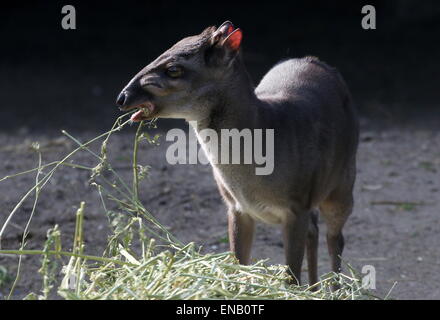 Fütterung von Reifen Blue Duiker Antilope (Cephalophus Monticola) stammt aus Zentralafrika und südlichen Südafrika Stockfoto