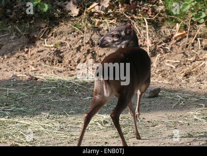 Antilope Reife Blue Duiker (Cephalophus Monticola) Stockfoto