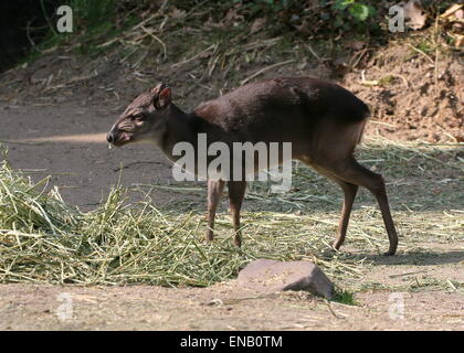 Reifen Sie Antilope Blue Duiker (Cephalophus Monticola) im Burgers' Zoo, Arnheim, Niederlande Stockfoto