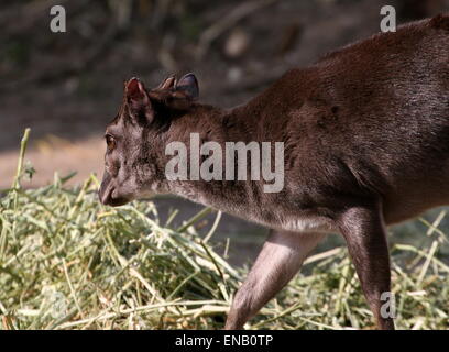 Reife Blue Duiker Antilope (Cephalophus Monticola) Fütterung auf Heu im Burgers' Zoo, Arnheim, Niederlande Stockfoto