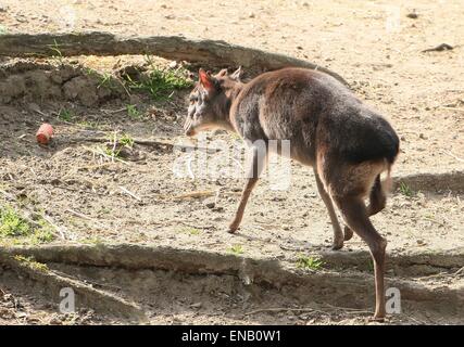 Antilope Reife Blue Duiker (Cephalophus Monticola) Stockfoto