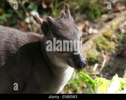 Nahaufnahme von eine Reife blau Antilope Duiker (Cephalophus Monticola) Essen Gemüse in Burgers Zoo, Arnheim, Niederlande Stockfoto