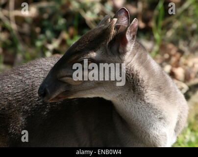 Reife Blue Duiker Antilope (Cephalophus Monticola) Porträt Stockfoto