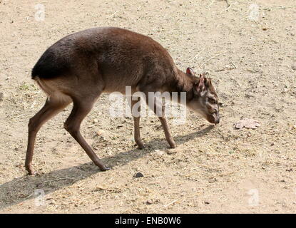 Antilope Reife Blue Duiker (Cephalophus Monticola) Stockfoto