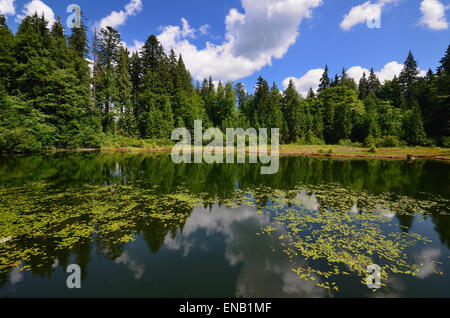 Ruhige See mit Seerosen und Wald im Wasser gespiegelt Stockfoto