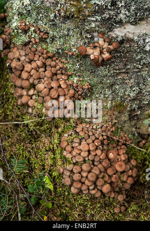 Pilze und Flechten wachsen auf der Basis von einem Wald Baum, Acadia, Maine, USA Stockfoto