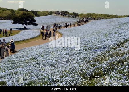 Ibaraki, Japan. 1. Mai 2015. Die Menschen gehen auf einem Hügel, bedeckt mit Nemophila Menziesii Blüten, auch bekannt als baby blaue Augen, in voller Blüte im Hitachi Seaside Park in Hitachinaka, Präfektur Ibaraki, Japan, 1. Mai 2015. Bildnachweis: Ma Ping/Xinhua/Alamy Live-Nachrichten Stockfoto