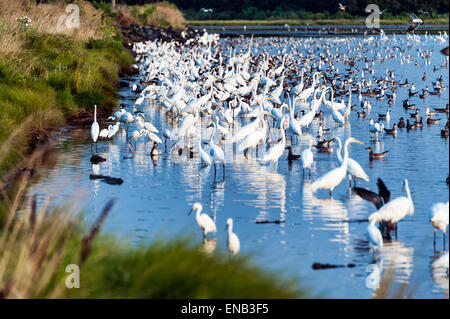 Reiher, Chincoteague National Widlife Zuflucht, Virginia, USA Stockfoto