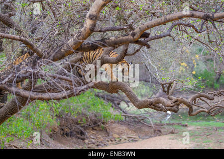 Ein Bengal Tiger Geschwister rund 13 Monate alt, Klettern auf einen Baum, an Ranthambhore Forest, Indien. [Panthera Tigris] Stockfoto