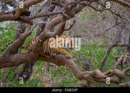 Ein Bengal Tiger rund 13 Monate alt kletterte auf einen Baum in Ranthambhore Wald, Indien. [Panthera Tigris] Stockfoto