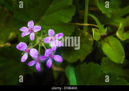 Erodium Cicutarium Blumen über eine dunkelgrüne Blätter Hintergrund Stockfoto