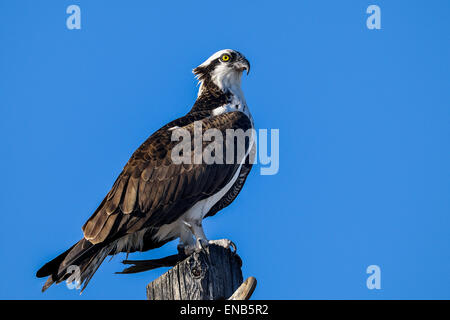 Fischadler Pandion haliaetus Stockfoto