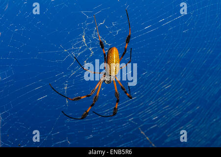 Golden Orb-Web-Spider, Nephila clavipes Stockfoto