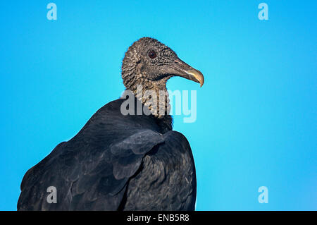 Coragyps Atratus, schwarze Geier Stockfoto