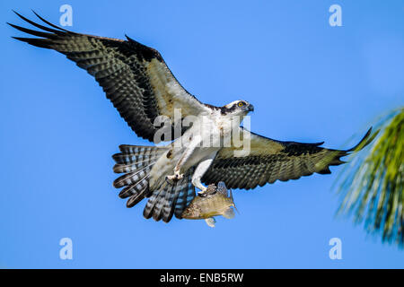 Fischadler Pandion haliaetus Stockfoto