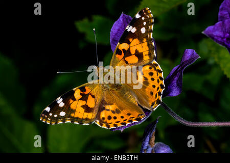Distelfalter Vanessa cardui Stockfoto