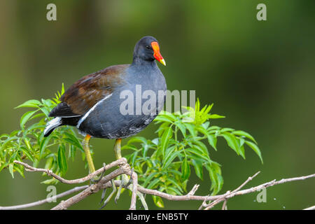 Teichhühner, Gallinula chloropus Stockfoto