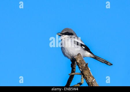 Lanius sich, unechte shrike Stockfoto