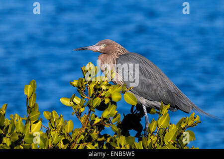 rötlicher Reiher, Egretta saniert Stockfoto