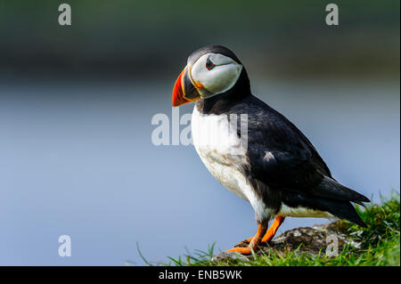 Papageitaucher Fratercula arctica Stockfoto